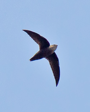 Chimney Swift
