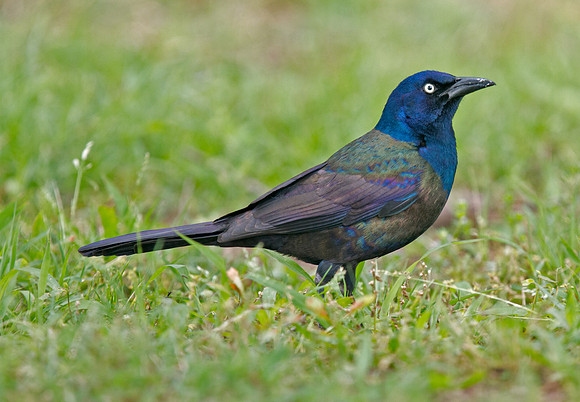 Common (Bronzed) Grackle