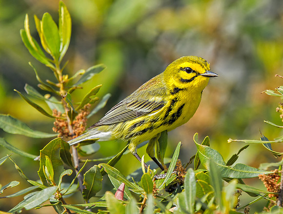 Prairie Warbler