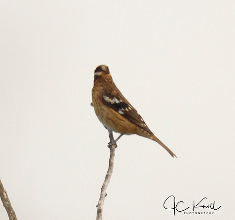 Black-headed Grosbeak