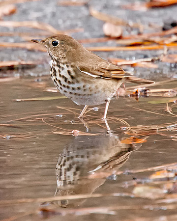Hermit Thrush