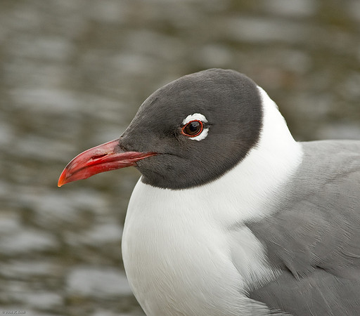 Franklin's Gull