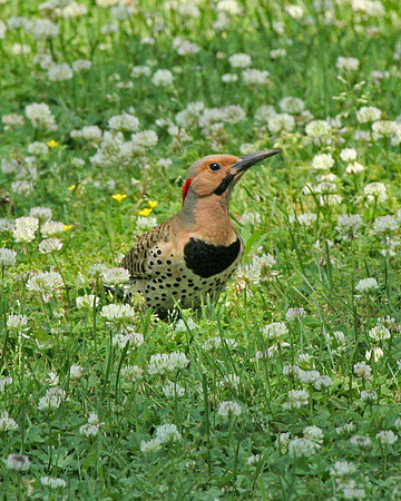 Northern Flicker (M)