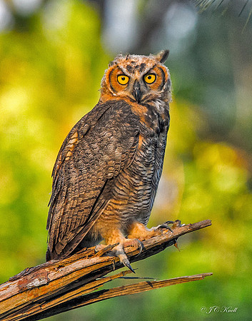 Great Horned Owl (Juv)
