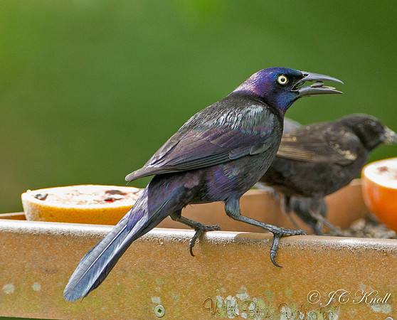 Common Grackle