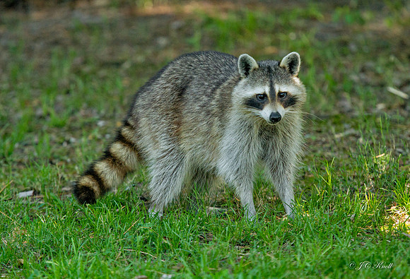 Raccoon