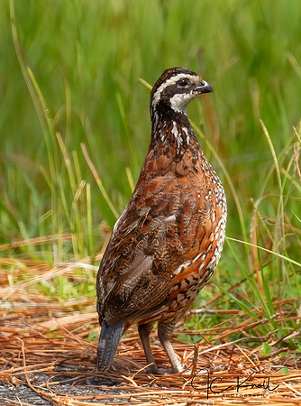 Northern Bobwhite (M)