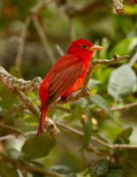Summer Tanager