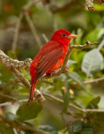 Summer Tanager