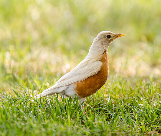 Leusistic American Robin