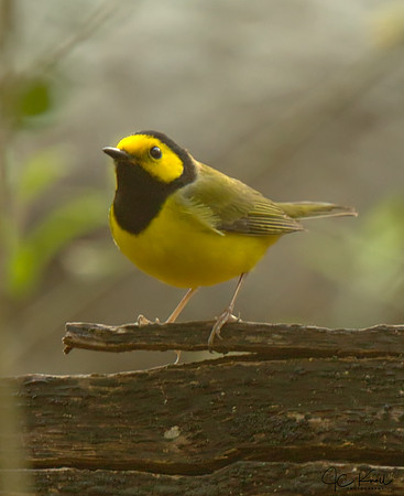 Hooded Warbler