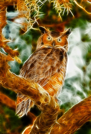 Great Horned Owl