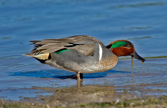 Green-winged Teal