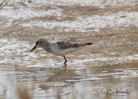 Baird's Sandpiper ?