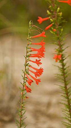 Standing Cypress