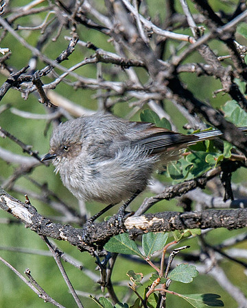 Bushtit
