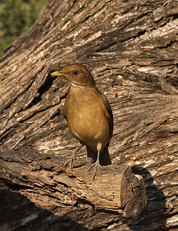 Clay-colored Thrush