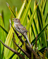 Bachman's Sparrow