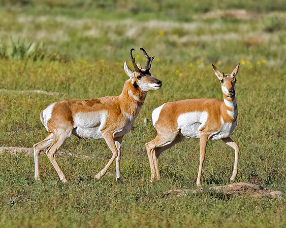 Pronghorn