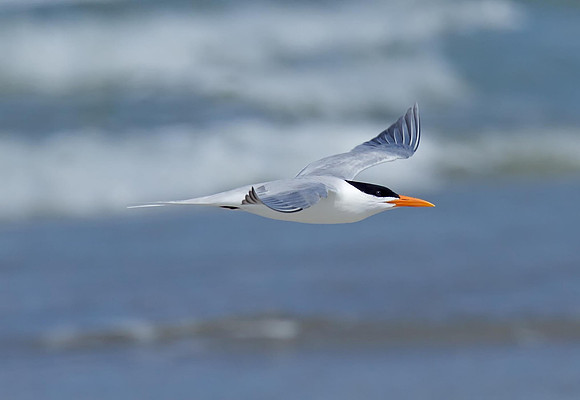 Royal Tern
