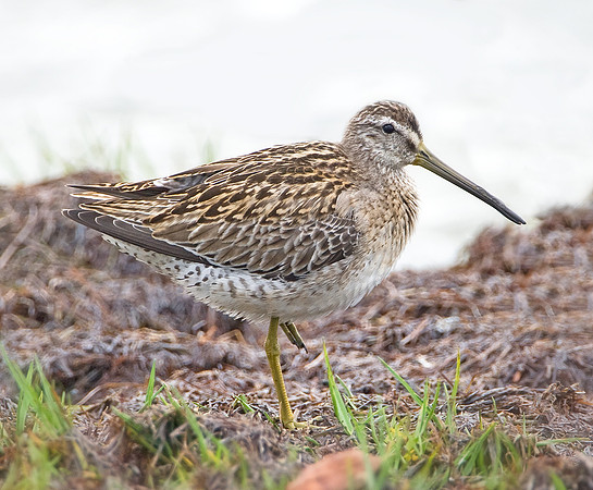 Short-billed Dowitcher