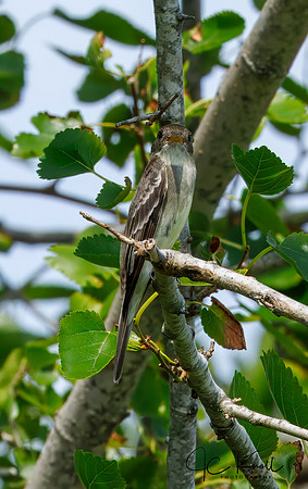 Eastern Wood-pewee