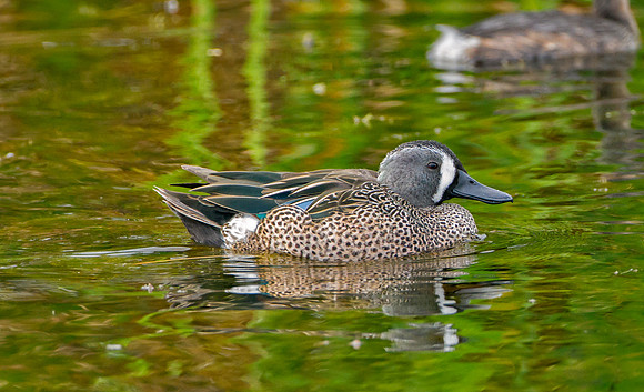 Blue-winged Teal
