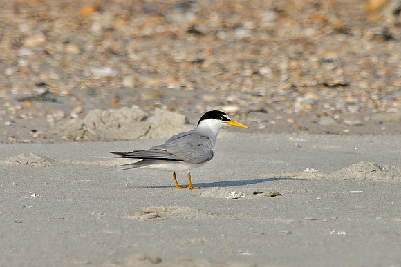 Least Tern