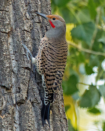 Northern Flicker (Red-shafted)
