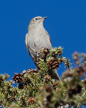 Townsend's Solitaire