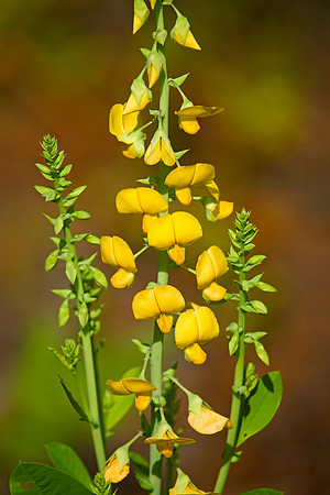 Showy Rattlebox