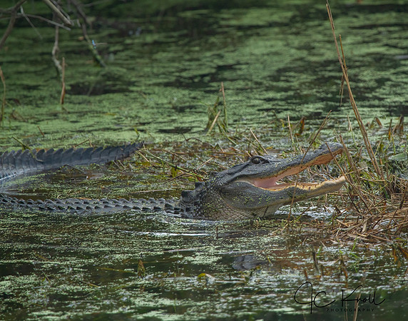American Alligator