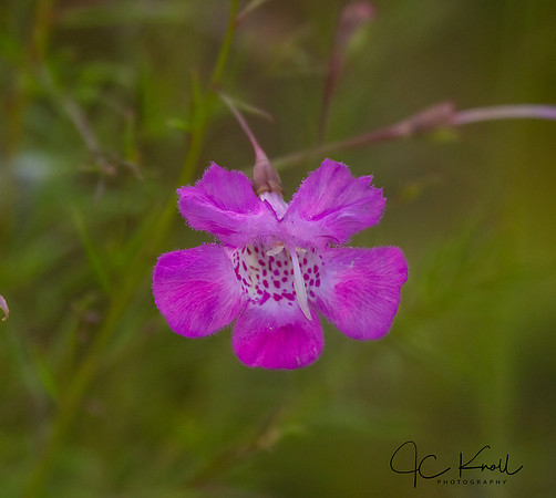 False Foxglove