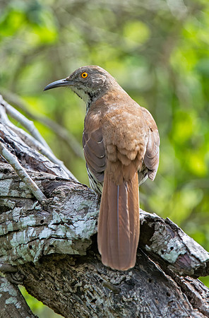 Long-billed Thrasher