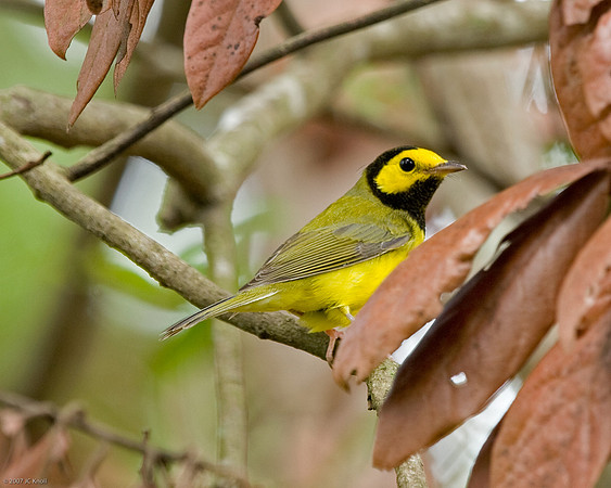 Hooded Warbler