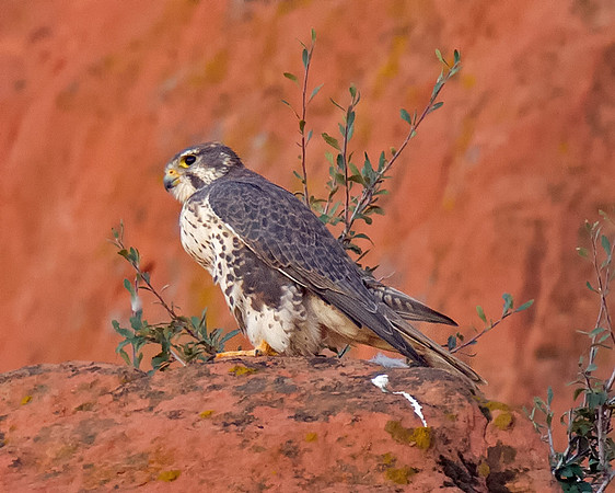 Prairie Falcon