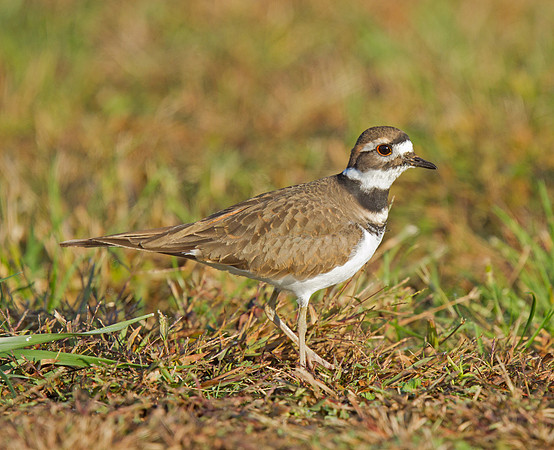 Kildeer