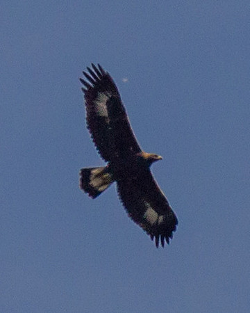 Golden Eagle (Juv)