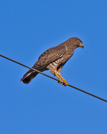 Broad-winged Hawk