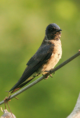 Purple Martin (F)