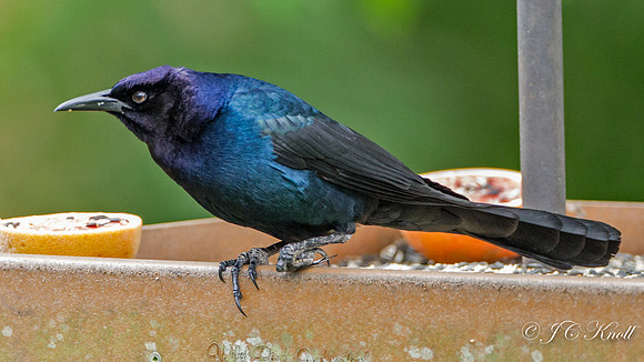 Boat-tailed (Florida) Grackle
