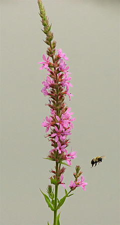 Swamp-Loosestrife