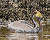 Brown Pelican
