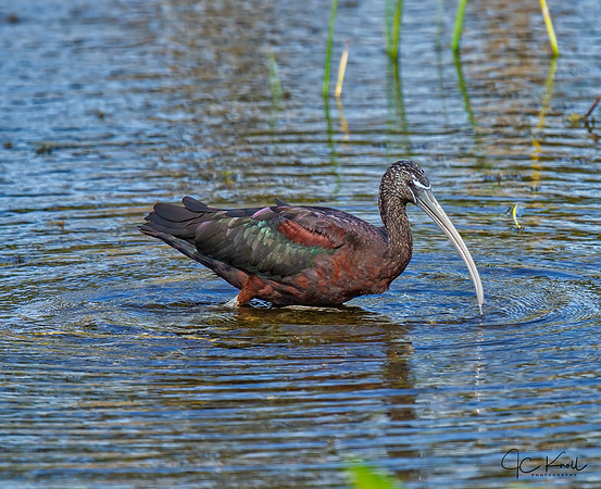 Glossy Ibis