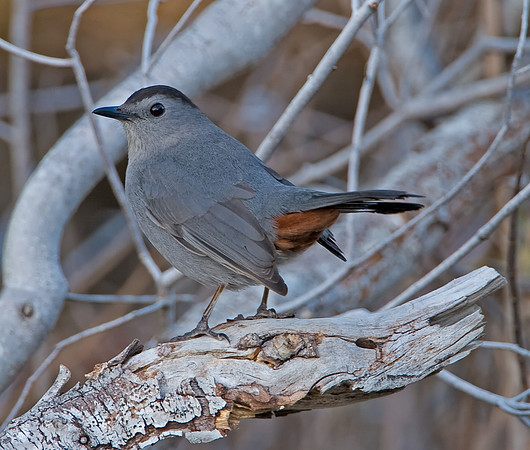 Gray Catbird