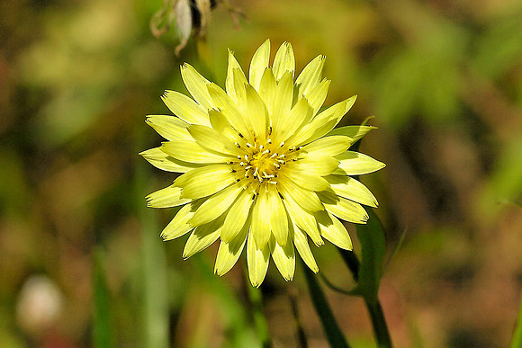 False-dandelion
