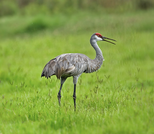 Sandhill Crane