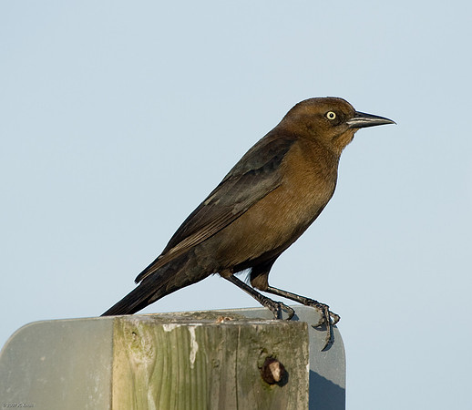 Boat-tailed Grackle (F)