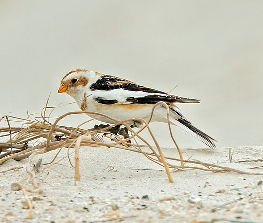Snow Bunting