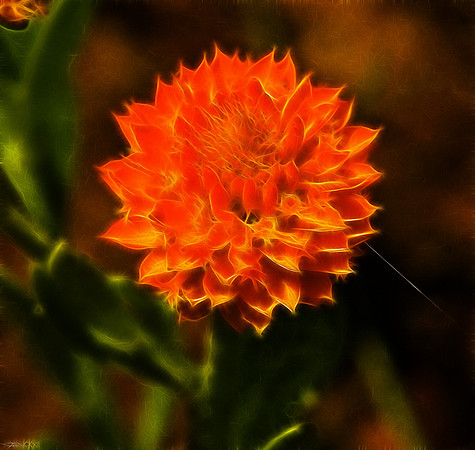 Bog Bachelor Button